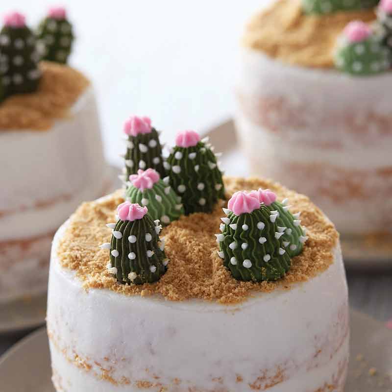 mini succulent cakes